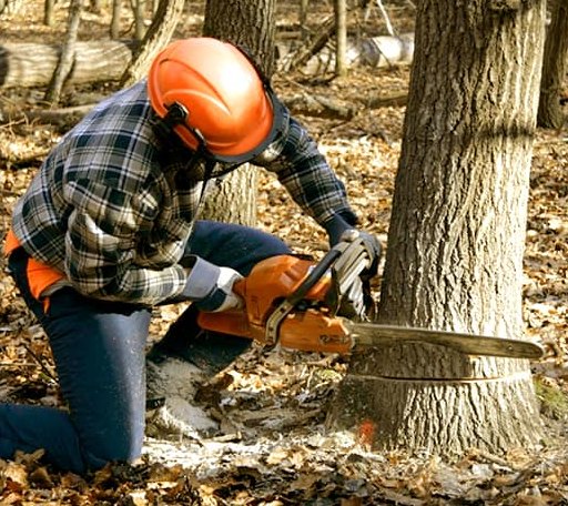 Tree Removal in Haddam, CT